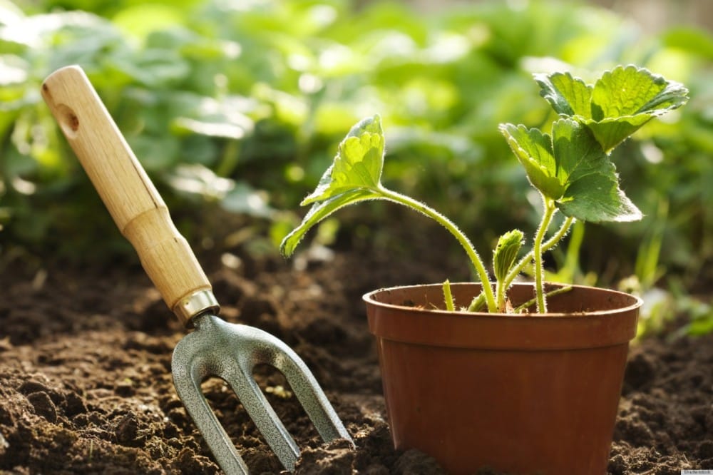 Gardening Header