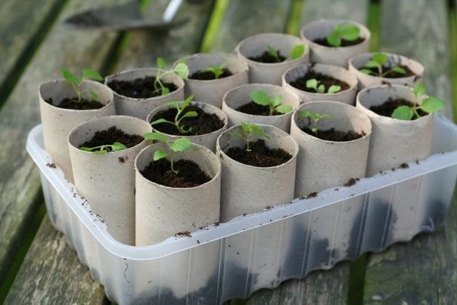 Toilet Roll Tubes Seed Starter